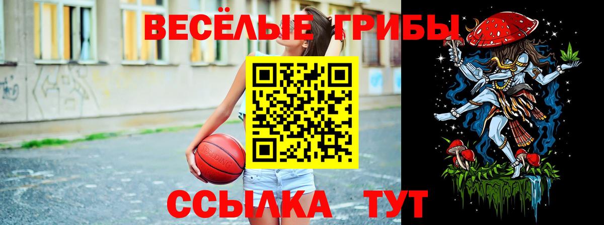 Галлюциногенные грибы Psilocybe Кировск